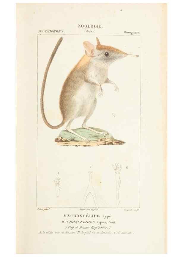 Reproducción/Reproduction 7780665002: Atlas de zoologie :. Paris :Germer Bailliere,1844.