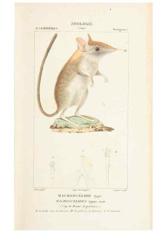 Reproducción/Reproduction 7780665002: Atlas de zoologie :. Paris :Germer Bailliere,1844.