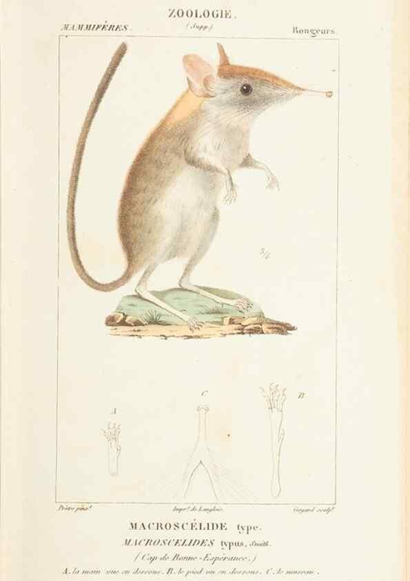 Reproducción/Reproduction 7780665002: Atlas de zoologie :. Paris :Germer Bailliere,1844.