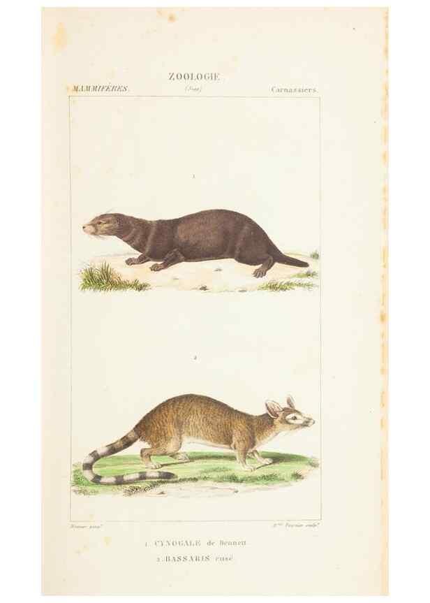 Reproducción/Reproduction 7780665728: Atlas de zoologie :. Paris :Germer Bailliere,1844.