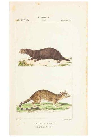 Reproducción/Reproduction 7780665728: Atlas de zoologie :. Paris :Germer Bailliere,1844.