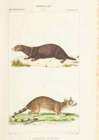 Reproducción/Reproduction 7780665728: Atlas de zoologie :. Paris :Germer Bailliere,1844.