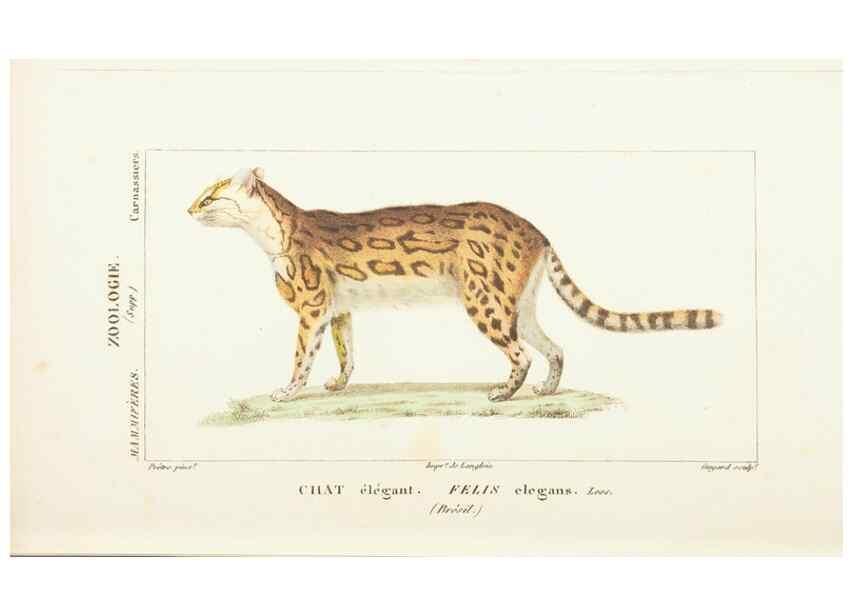 Reproducción/Reproduction 7780666382: Atlas de zoologie :. Paris :Germer Bailliere,1844.