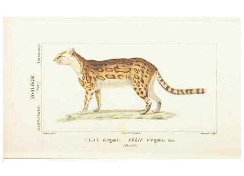 Reproducción/Reproduction 7780666382: Atlas de zoologie :. Paris :Germer Bailliere,1844.