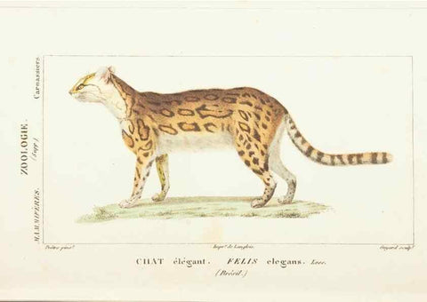 Reproducción/Reproduction 7780666382: Atlas de zoologie :. Paris :Germer Bailliere,1844.