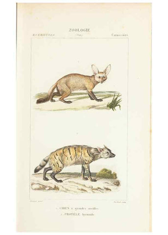 Reproducción/Reproduction 7780667122: Atlas de zoologie :. Paris :Germer Bailliere,1844.