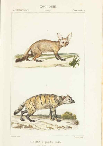 Reproducción/Reproduction 7780667122: Atlas de zoologie :. Paris :Germer Bailliere,1844.