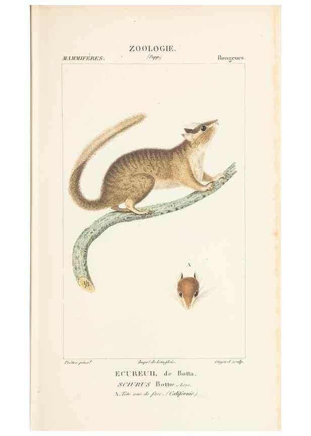 Reproducción/Reproduction 7780667784: Atlas de zoologie :. Paris :Germer Bailliere,1844.