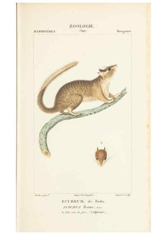 Reproducción/Reproduction 7780667784: Atlas de zoologie :. Paris :Germer Bailliere,1844.
