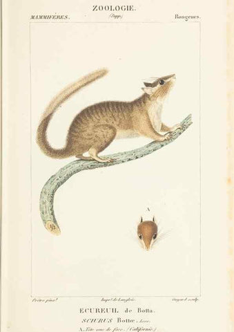 Reproducción/Reproduction 7780667784: Atlas de zoologie :. Paris :Germer Bailliere,1844.