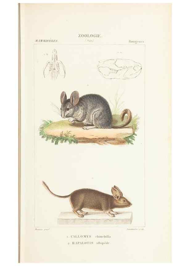 Reproducción/Reproduction 7780668460: Atlas de zoologie :. Paris :Germer Bailliere,1844.