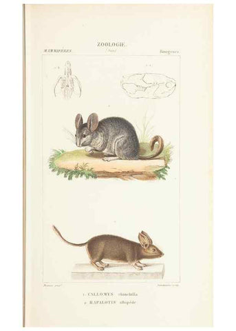 Reproducción/Reproduction 7780668460: Atlas de zoologie :. Paris :Germer Bailliere,1844.