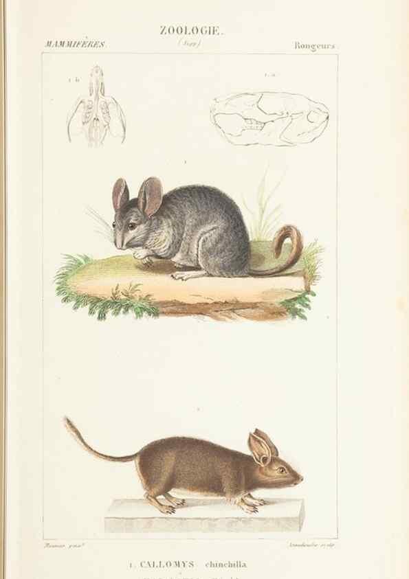 Reproducción/Reproduction 7780668460: Atlas de zoologie :. Paris :Germer Bailliere,1844.
