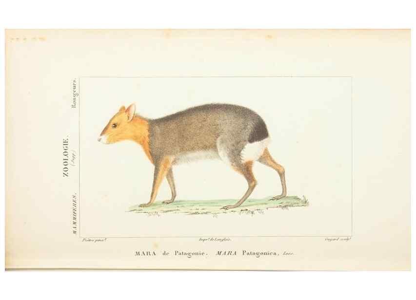 Reproducción/Reproduction 7780669148: Atlas de zoologie :. Paris :Germer Bailliere,1844.