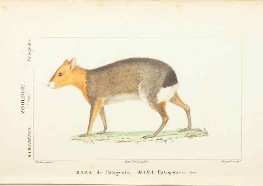 Reproducción/Reproduction 7780669148: Atlas de zoologie :. Paris :Germer Bailliere,1844.