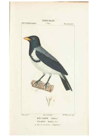 Reproducción/Reproduction 7780687944: Atlas de zoologie :. Paris :Germer Bailliere,1844.