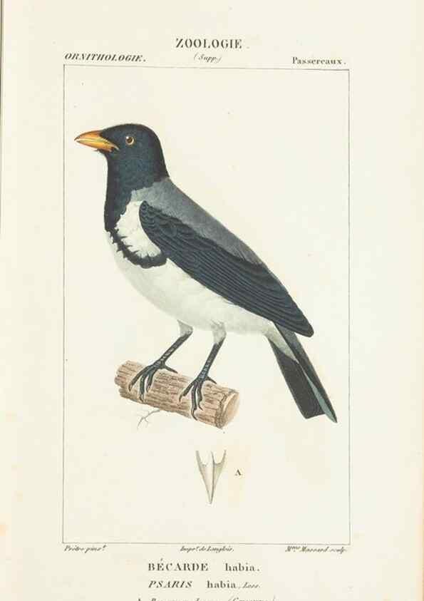 Reproducción/Reproduction 7780687944: Atlas de zoologie :. Paris :Germer Bailliere,1844.