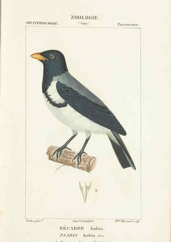 Reproducción/Reproduction 7780687944: Atlas de zoologie :. Paris :Germer Bailliere,1844.