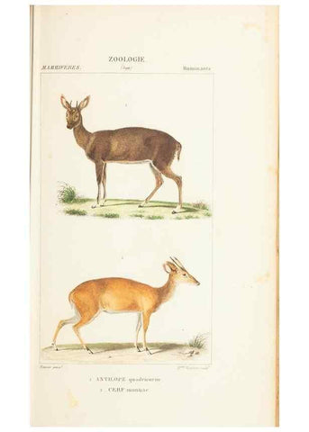 Reproducción/Reproduction 7780669720: Atlas de zoologie :. Paris :Germer Bailliere,1844.