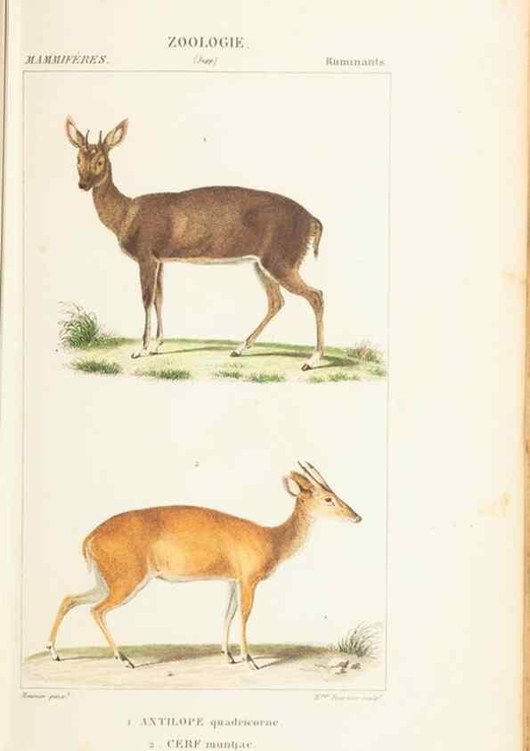 Reproducción/Reproduction 7780669720: Atlas de zoologie :. Paris :Germer Bailliere,1844.