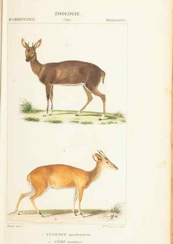 Reproducción/Reproduction 7780669720: Atlas de zoologie :. Paris :Germer Bailliere,1844.