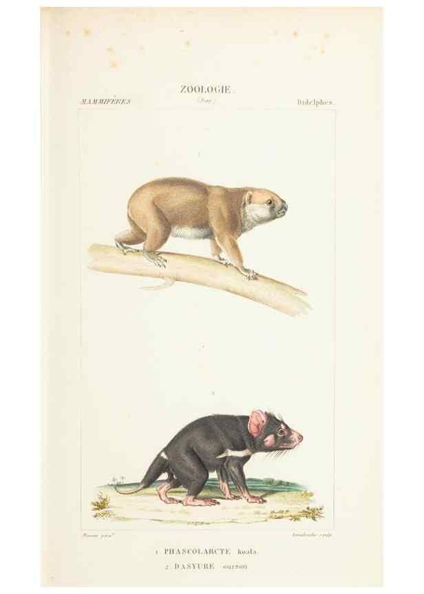 Reproducción/Reproduction 7780671020: Atlas de zoologie :. Paris :Germer Bailliere,1844.