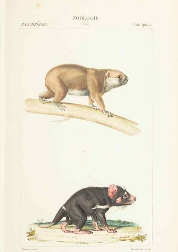 Reproducción/Reproduction 7780671020: Atlas de zoologie :. Paris :Germer Bailliere,1844.
