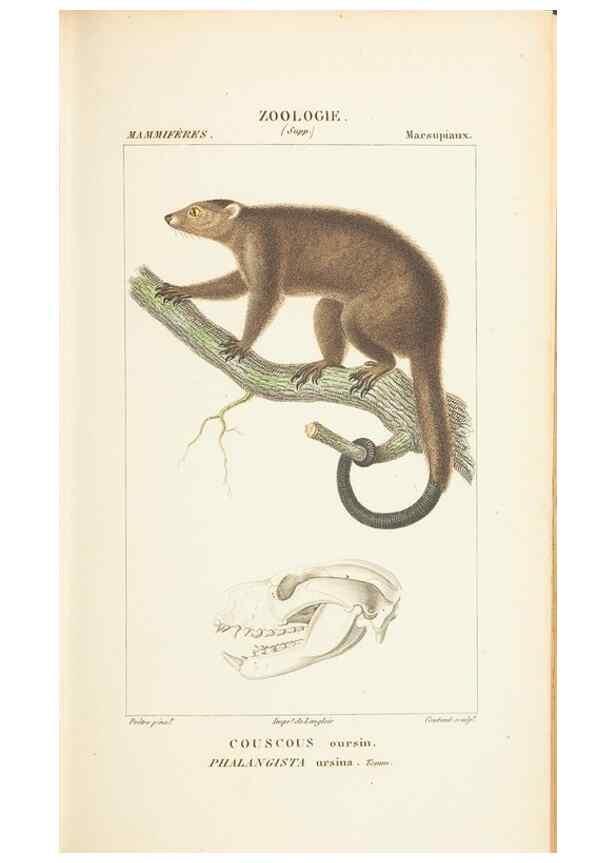 Reproducción/Reproduction 7780671740: Atlas de zoologie :. Paris :Germer Bailliere,1844.