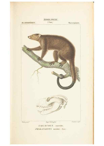 Reproducción/Reproduction 7780671740: Atlas de zoologie :. Paris :Germer Bailliere,1844.