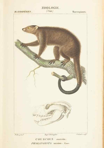 Reproducción/Reproduction 7780671740: Atlas de zoologie :. Paris :Germer Bailliere,1844.