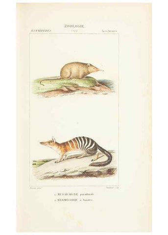 Reproducción/Reproduction 7780672424: Atlas de zoologie :. Paris :Germer Bailliere,1844.