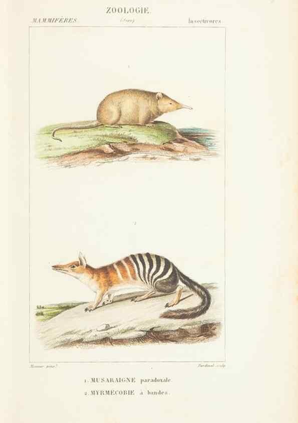 Reproducción/Reproduction 7780672424: Atlas de zoologie :. Paris :Germer Bailliere,1844.