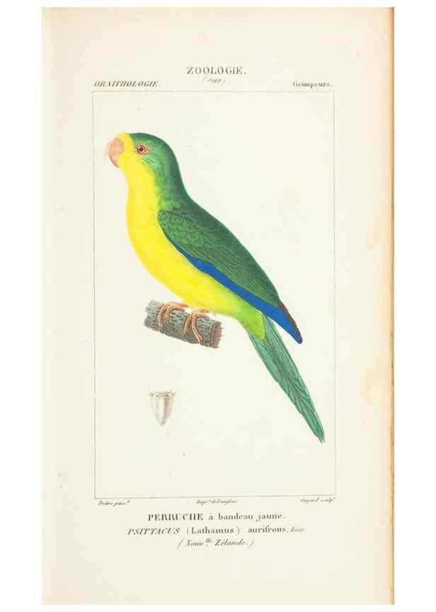 Reproducción/Reproduction 7780673094: Atlas de zoologie :. Paris :Germer Bailliere,1844.