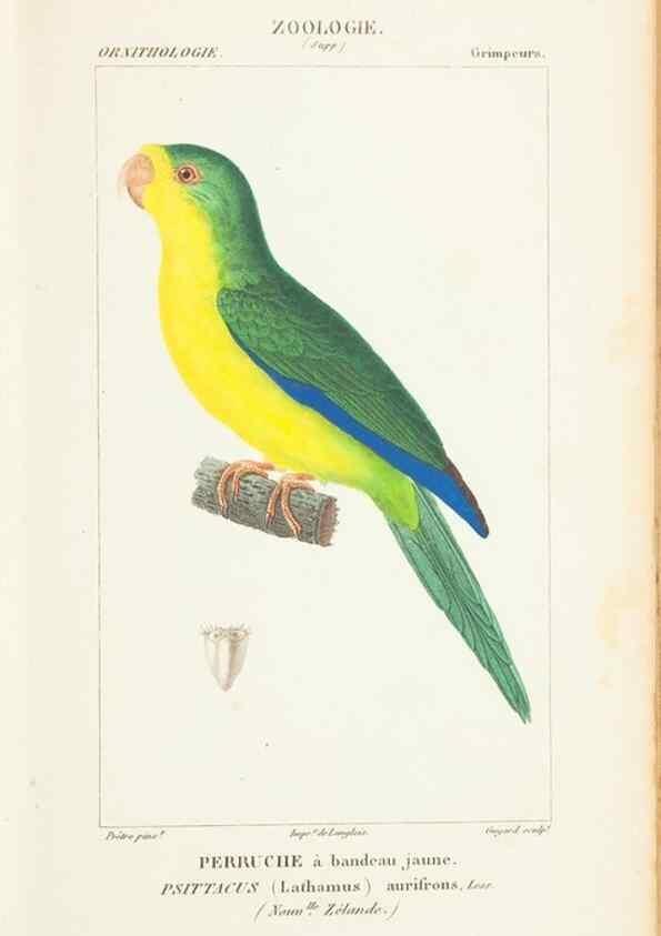 Reproducción/Reproduction 7780673094: Atlas de zoologie :. Paris :Germer Bailliere,1844.