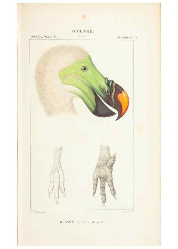 Reproducción/Reproduction 7780673722: Atlas de zoologie :. Paris :Germer Bailliere,1844.