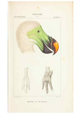 Reproducción/Reproduction 7780673722: Atlas de zoologie :. Paris :Germer Bailliere,1844.
