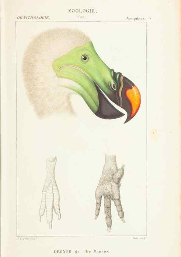 Reproducción/Reproduction 7780673722: Atlas de zoologie :. Paris :Germer Bailliere,1844.