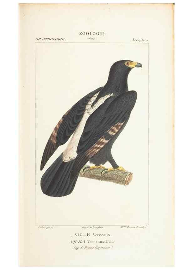 Reproducción/Reproduction 7780674380: Atlas de zoologie :. Paris :Germer Bailliere,1844.