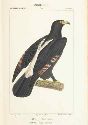 Reproducción/Reproduction 7780674380: Atlas de zoologie :. Paris :Germer Bailliere,1844.