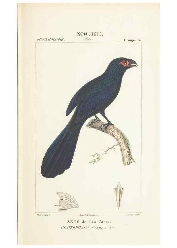 Reproducción/Reproduction 7780675074: Atlas de zoologie :. Paris :Germer Bailliere,1844.