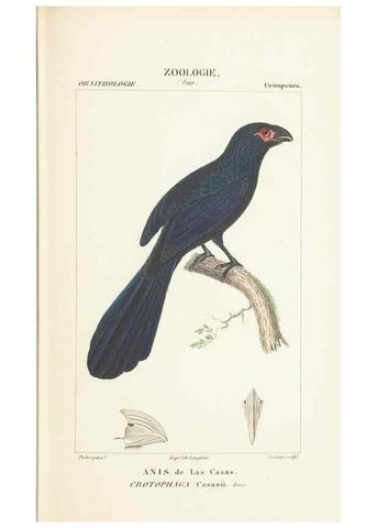 Reproducción/Reproduction 7780675074: Atlas de zoologie :. Paris :Germer Bailliere,1844.