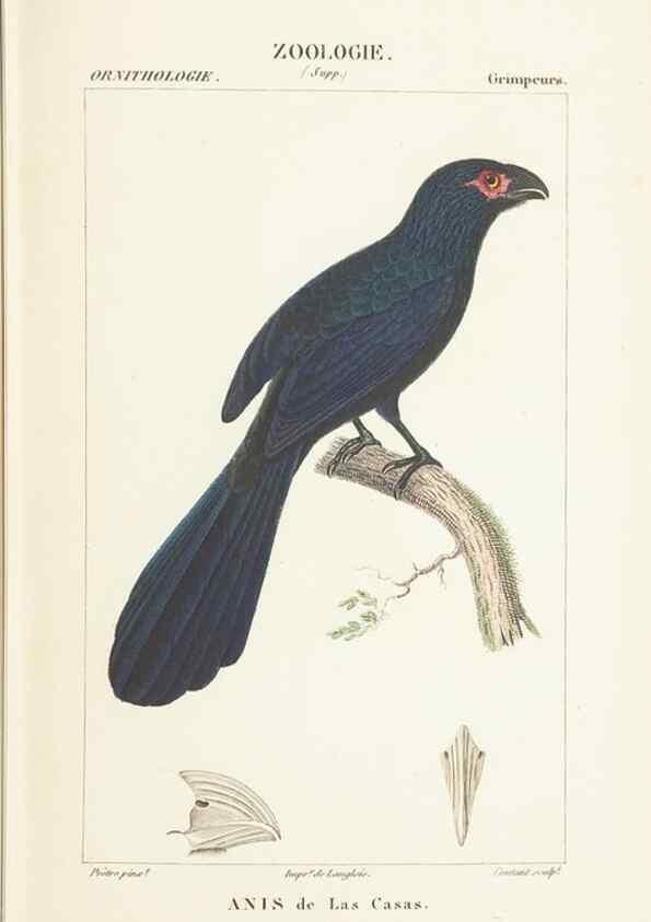 Reproducción/Reproduction 7780675074: Atlas de zoologie :. Paris :Germer Bailliere,1844.