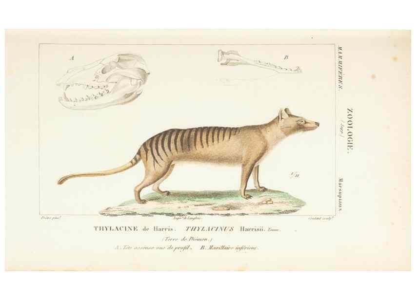 Reproducción/Reproduction 7780670378: Atlas de zoologie :. Paris :Germer Bailliere,1844.