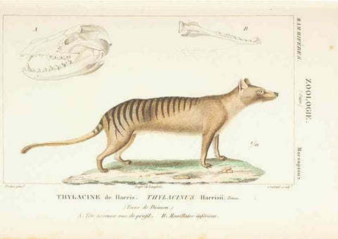 Reproducción/Reproduction 7780670378: Atlas de zoologie :. Paris :Germer Bailliere,1844.