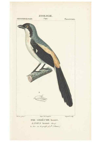 Reproducción/Reproduction 7780688564: Atlas de zoologie :. Paris :Germer Bailliere,1844.
