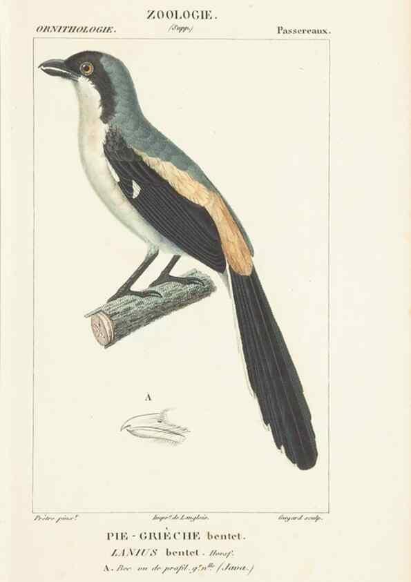 Reproducción/Reproduction 7780688564: Atlas de zoologie :. Paris :Germer Bailliere,1844.