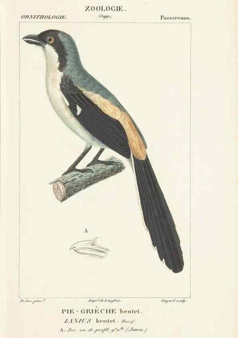 Reproducción/Reproduction 7780688564: Atlas de zoologie :. Paris :Germer Bailliere,1844.