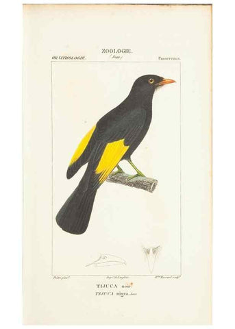 Reproducción/Reproduction 7780690040: Atlas de zoologie :. Paris :Germer Bailliere,1844.