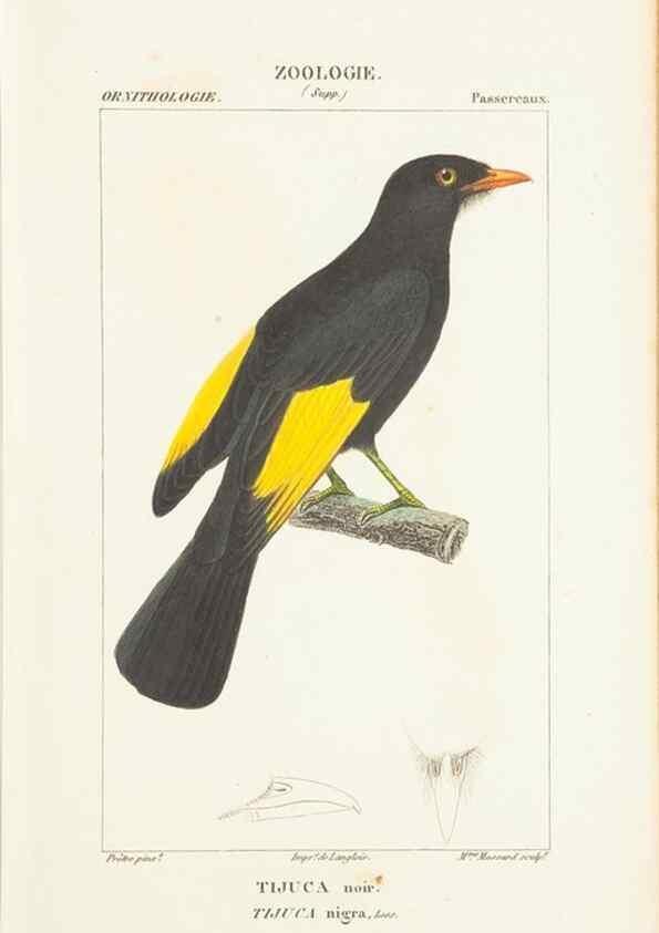 Reproducción/Reproduction 7780690040: Atlas de zoologie :. Paris :Germer Bailliere,1844.