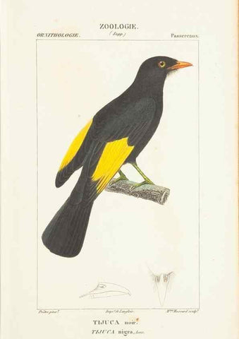 Reproducción/Reproduction 7780690040: Atlas de zoologie :. Paris :Germer Bailliere,1844.